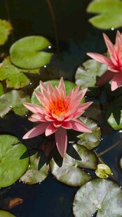 娇艳睡莲绽放于水面