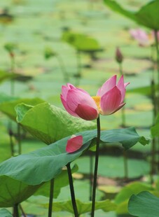 娇艳荷花绽放于绿叶间