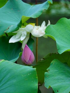 荷花绽放于翠绿荷叶间
