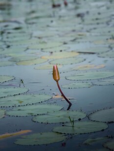 水中孤荷