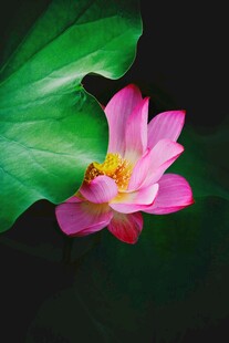 娇艳粉荷绽放绿叶间