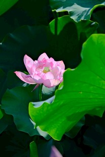 娇艳荷花绽放于绿叶间