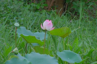 粉色荷花绽放于绿叶间