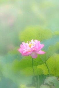 娇艳荷花绽放于绿意间