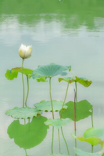 水中白莲与荷叶的静谧景致