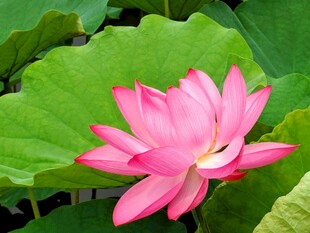 娇艳荷花绽放绿叶间