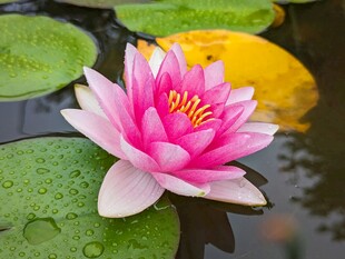 娇艳睡莲绽放于碧水间