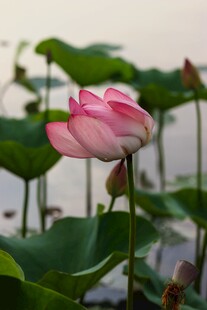 娇艳荷花绽放于绿叶间