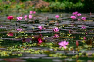 水面漂浮的娇艳粉色花朵