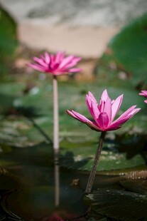 两朵绽放的水中粉莲花