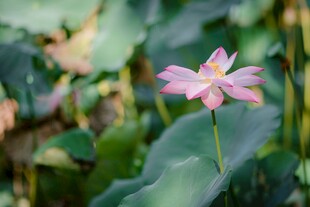 粉色荷花绽放于绿叶间