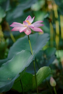 粉色荷花绽放于绿叶间