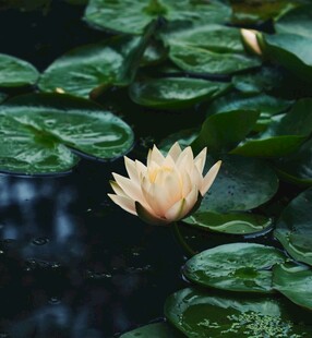 水中绽放的柔美白色睡莲