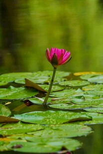水中独绽的娇艳红莲花