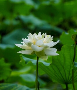 洁白荷花绽放于绿叶间