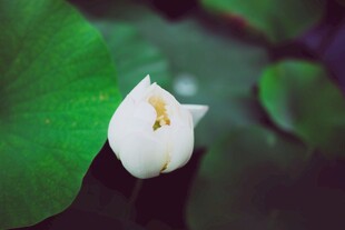 洁白荷花绽于翠绿荷叶间