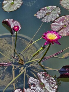 水中娇艳睡莲花