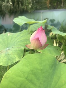 含苞待放的娇艳荷花