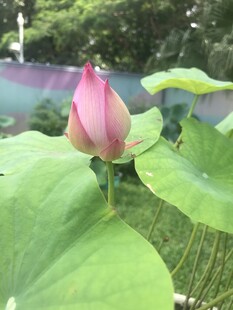 含苞待放的娇艳荷花