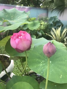 荷花
