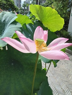 荷花