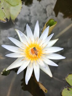 睡莲