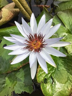 白色睡莲