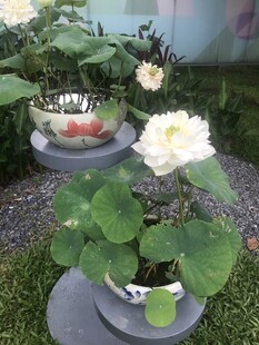 盆栽荷花