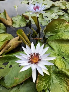 睡莲