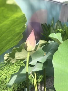 池塘中的荷花与荷叶
