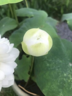含苞待放的荷花