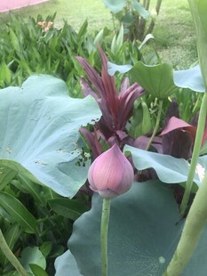 含苞待放的粉色荷花