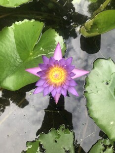 睡莲