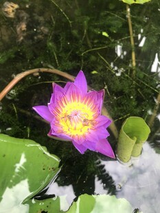 睡莲