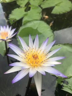 睡莲