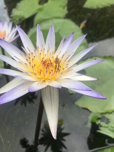 睡莲
