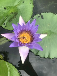 睡莲