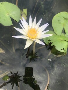 睡莲