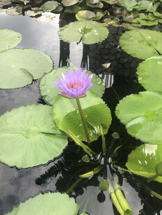 水中绽放的美丽紫睡莲
