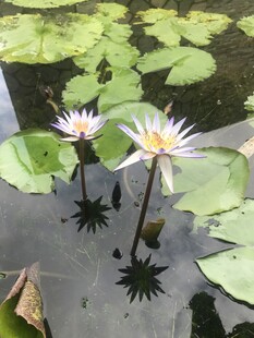 水中绽放的睡莲