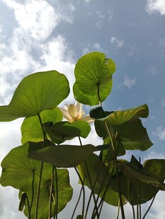 夏日荷塘中的绽放荷花