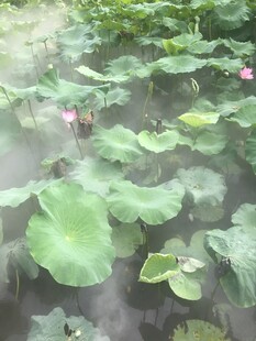 池塘荷花荷叶朦胧美景