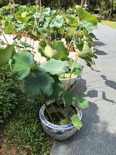 瓷盆中的荷花绿植