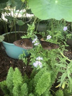 室内绿植盆栽景致