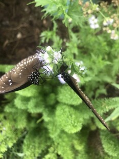 蝴蝶停在绿叶上