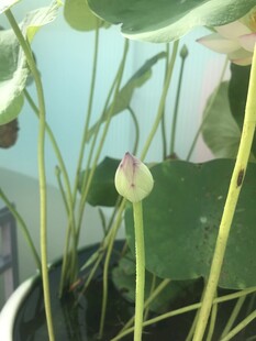 含苞待放的水中荷花