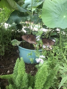 盆栽植物置于绿意环绕中