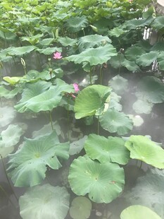 荷塘荷叶荷花景色