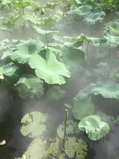 雾中荷叶美景