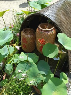荷叶绿植